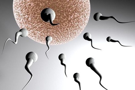 对男性精子有益的中药有哪些