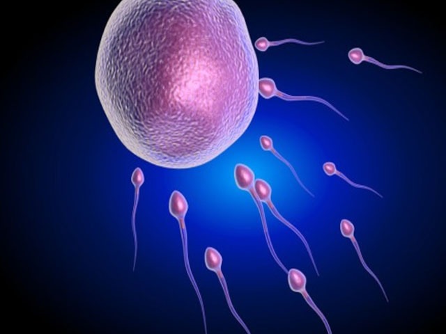 精子和卵子结合需要多长时间？精卵结合的过程